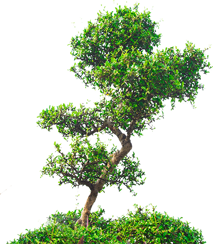 tree 1