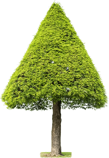 tree large