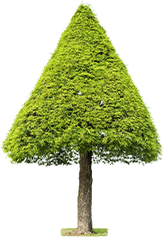 tree small
